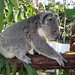 Dianne Hill Photo 32