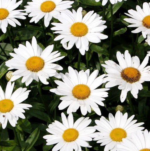 Yolanda Taylor Photo 40