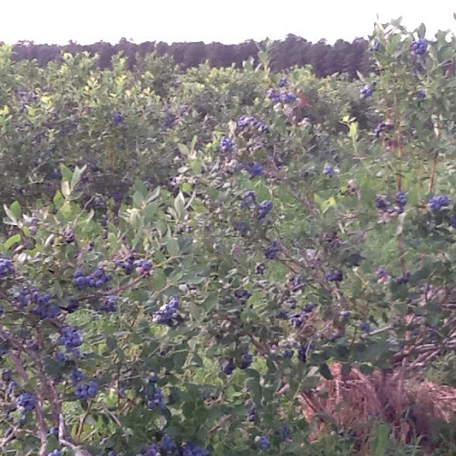 Debbie Meredith Photo 7