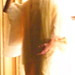 Diana Snyder Photo 42