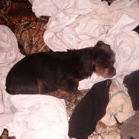 Robert Sneed Photo 19