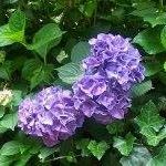 Jane Cooley Photo 13