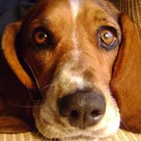 Laurie Brooks Photo 15