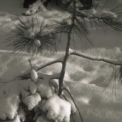 Carmen Taylor Photo 46