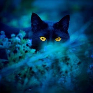 Suzanne Kelly Photo 9