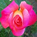 Rosa Alas Photo 22