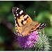 Cynthia Bloom Photo 28