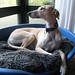 Laurie Hawkes Photo 5
