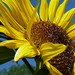 Allen Wieder Photo 13
