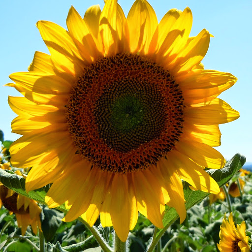 Suzanne Walsh Photo 39