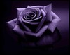 Debra Catalano Photo 10