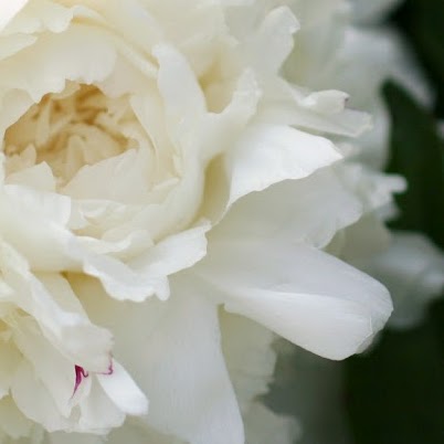 Jacqueline Wheeler Photo 10