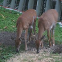 Stephen Dobbs Photo 16