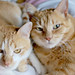 Cherie Thomas Photo 8