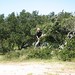 Lori Pickett Photo 17