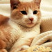 Cat Johnson Photo 28