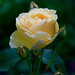 David Rose Photo 14