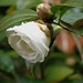 Camelia Sharp Photo 8