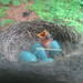 Robin Hatch Photo 30