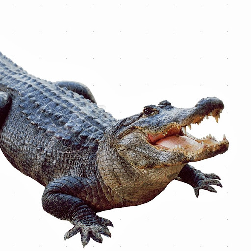 Chris Everett Photo 13