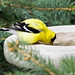 Marvin Finch Photo 4