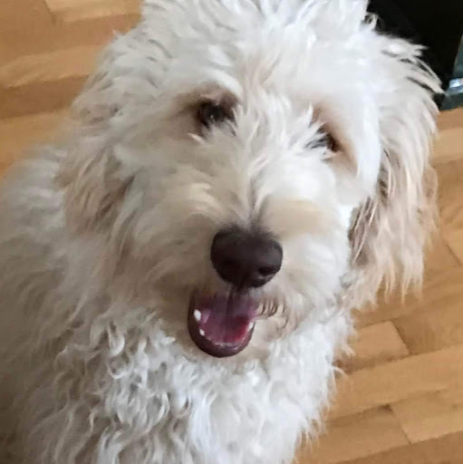 Matthew Dolan Photo 16