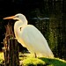 Geron Bird Photo 5