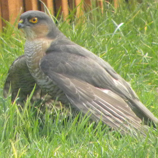 Sue Newman Photo 5 Sue Newman Photo 5