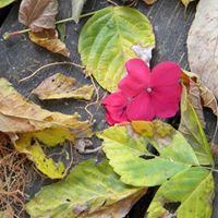 Susan Mears Photo 21