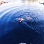 Chris Potter Photo 41