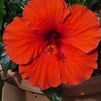 Darlene Young Photo 5