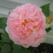 Evelyn Rose Photo 15