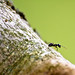 David Formica Photo 16