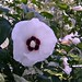 Sharen Rose Photo 10