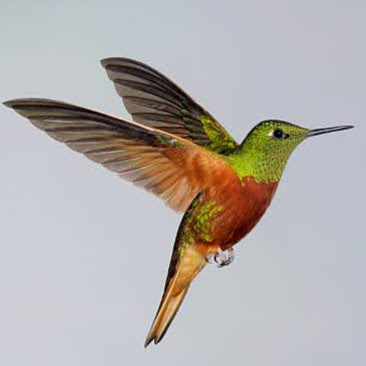 Julie Bernardi Photo 4