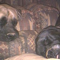 Greg Mcdaniel Photo 15