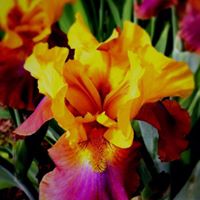 Dorothy Weiss Photo 14