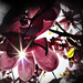 Ray Flora Photo 16