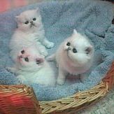 Kathy Janes Photo 12