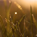Ray Soles Photo 14