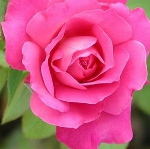 Daisy Jimenez Photo 8