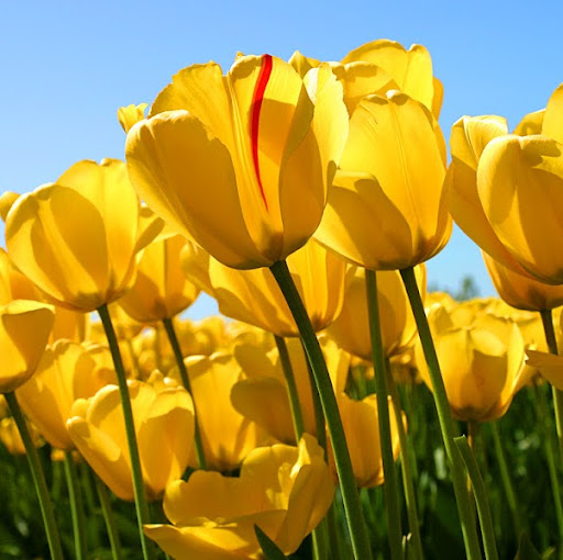 Lillie Bell Photo 33