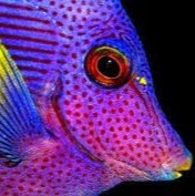 Suzanne Shaw Photo 16