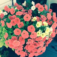 Connie Gunter Photo 18