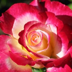 Nydia Torres Photo 17