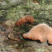 Paula Wood Photo 10