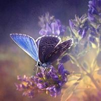 Margaret Thornton Photo 20