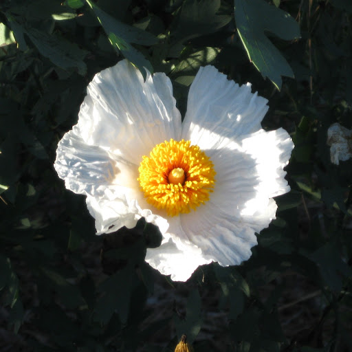 Elizabeth Levine Photo 13