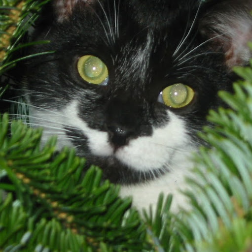 Carol Whittaker Photo 8