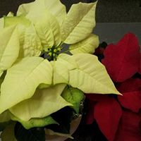 Annette Holliday Photo 19